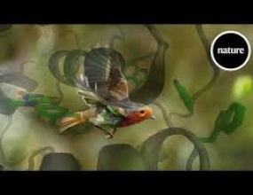 How quantum mechanics help birds find their way How quantum mechanics help birds find their way