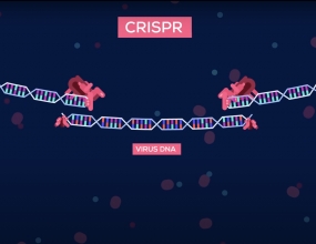 Genetic Engineering Will Change Everything Forever – CRISPR Genetic Engineering Will Change Everything Forever – CRISPR