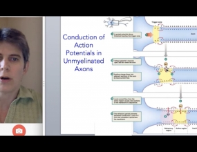 Neuron - Conduction of Action Potentials