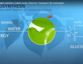 Photosynthesis Light reaction, Calvin cycle, Electron Transport 3D Animation Photosynthesis Light reaction, Calvin cycle, Electron Transport 3D Animation