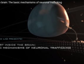 Transport inside the brain: The basic mechanisms of neuronal trafficking